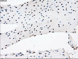 m04689 1 anti kdm4c mouse monoclonal antibody clone id oti4b1 ihc testing 4
