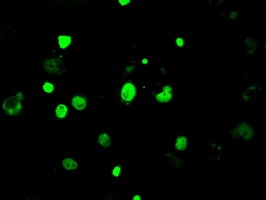 m04689 anti kdm4c mouse monoclonal antibody clone id oti5b9 if testing 13