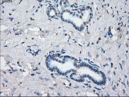 m04689 anti kdm4c mouse monoclonal antibody clone id oti5b9 ihc testing 5