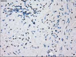 m04689 anti kdm4c mouse monoclonal antibody clone id oti5b9 ihc testing 8