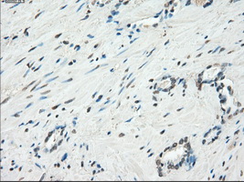 m04689 anti kdm4c mouse monoclonal antibody clone id oti5b9 ihc testing 9