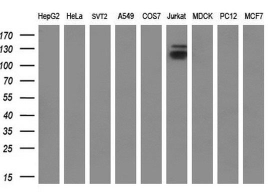 m04689 anti kdm4c mouse monoclonal antibody clone id oti5b9 wb testing 2