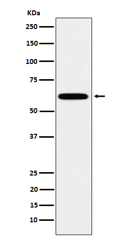 Western blot analysis of HSF2 expression in HeLa cell lysate