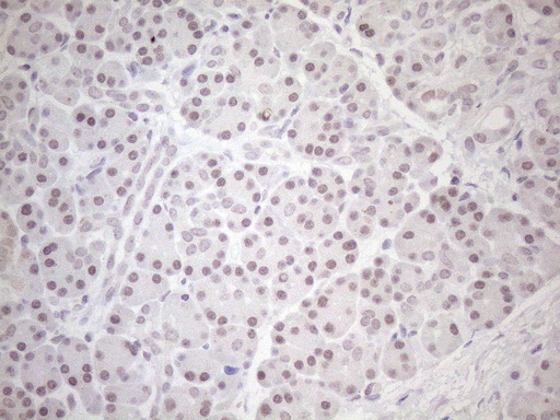Immunohistochemical staining of paraffin-embedded Human pancreas tissue within the normal limits using anti-HSF2 mouse monoclonal antibody