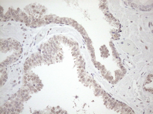 m04692 anti hsf2 mouse monoclonal antibody clone id oti3e1 ihc testing 5