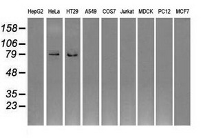 m04694 anti gbe1 mouse monoclonal antibody clone id oti1d11 wb testing 4