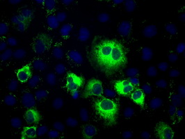 m04697 anti tbxas1 mouse monoclonal antibody clone id oti2c1 if testing 9