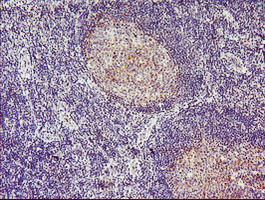 m04701 1 anti tropomodulin 1 tmod1 mouse monoclonal antibody clone id oti2c2 ihc testing 4
