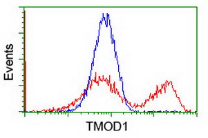 m04701 anti tropomodulin 1 tmod1 mouse monoclonal antibody clone id oti1f2 flow cytometry testing 4
