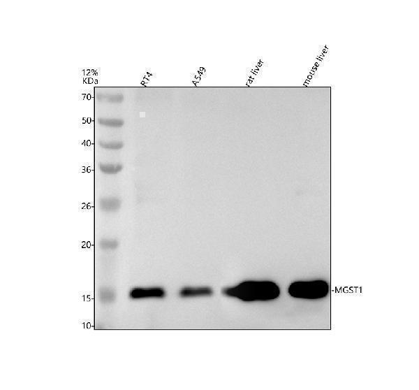 Western blot analysis of MGST1 using anti-MGST1 antibody (M04703)