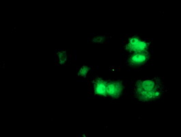 m04706 anti prmt2 mouse monoclonal antibody clone id oti3a3 if testing 8