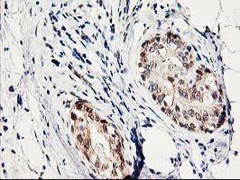 m04706 anti prmt2 mouse monoclonal antibody clone id oti3a3 ihc testing 6