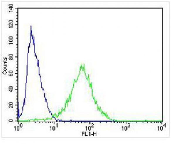 m04721 anti npy2r antibody n term fc testing 4