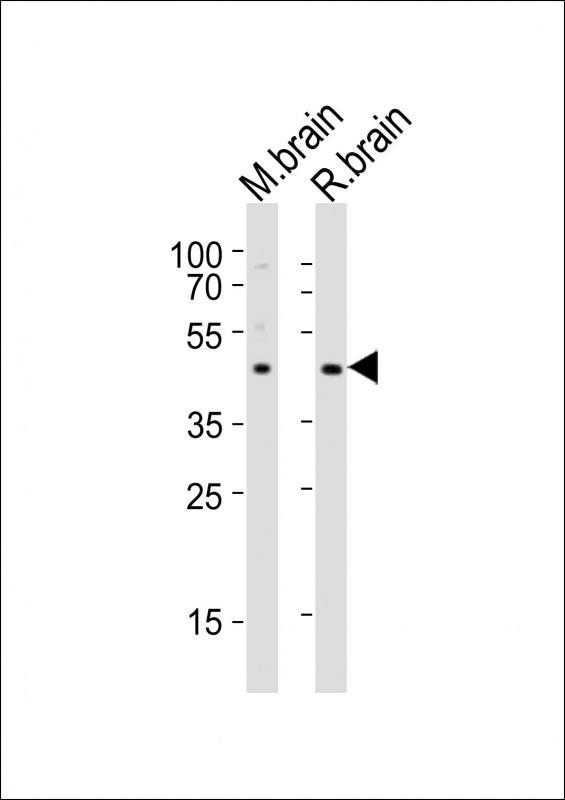 m04721 anti npy2r antibody n term wb testing 1