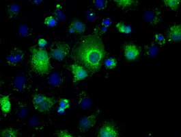 m04723 1 anti pp5 ppp5c mouse monoclonal antibody clone id oti4g8 if testing 16