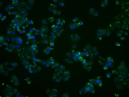 m04723 1 anti pp5 ppp5c mouse monoclonal antibody clone id oti4g8 if testing 17