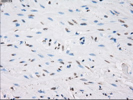 m04723 1 anti pp5 ppp5c mouse monoclonal antibody clone id oti4g8 ihc testing 11