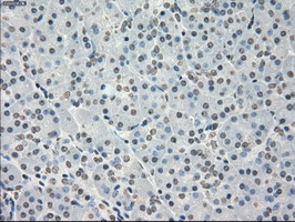 m04723 1 anti pp5 ppp5c mouse monoclonal antibody clone id oti4g8 ihc testing 4