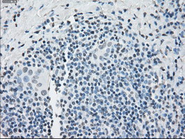 m04723 1 anti pp5 ppp5c mouse monoclonal antibody clone id oti4g8 ihc testing 6