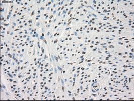 m04723 1 anti pp5 ppp5c mouse monoclonal antibody clone id oti4g8 ihc testing 7