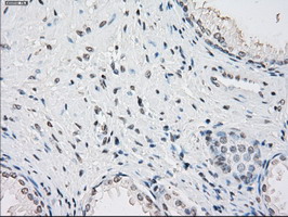 m04723 1 anti pp5 ppp5c mouse monoclonal antibody clone id oti4g8 ihc testing 8