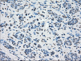 m04723 1 anti pp5 ppp5c mouse monoclonal antibody clone id oti4g8 ihc testing 9