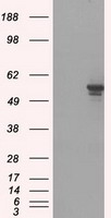 m04723 1 anti pp5 ppp5c mouse monoclonal antibody clone id oti4g8 wb testing 1