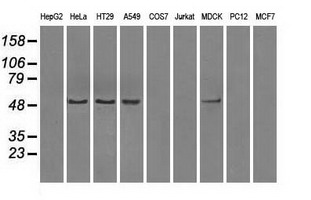 m04723 1 anti pp5 ppp5c mouse monoclonal antibody clone id oti4g8 wb testing 2
