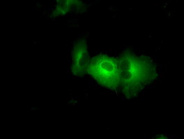 m04726 anti pask mouse monoclonal antibody clone id oti8g9 if testing 8