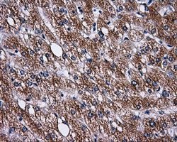 m04726 anti pask mouse monoclonal antibody clone id oti8g9 ihc testing 4