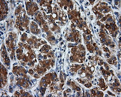 m04726 anti pask mouse monoclonal antibody clone id oti8g9 ihc testing 5