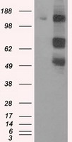 m04726 anti pask mouse monoclonal antibody clone id oti8g9 wb testing 1