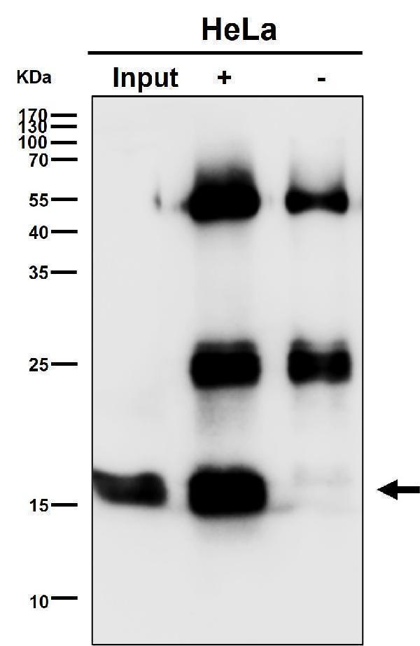 Immunoprecipitate (IP) analysis using the Antibody at 1:50 dilution