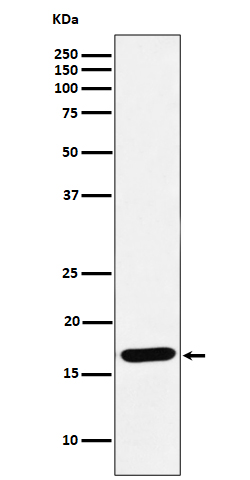 Western blot analysis of SFT expression in Raji cell lysate