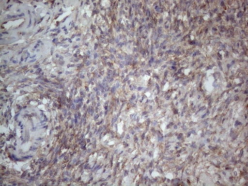 m04733 anti mtf1 mouse monoclonal antibody clone id oti2f3 ihc testing 3