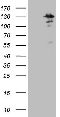 m04733 anti mtf1 mouse monoclonal antibody clone id oti2f3 wb testing 1