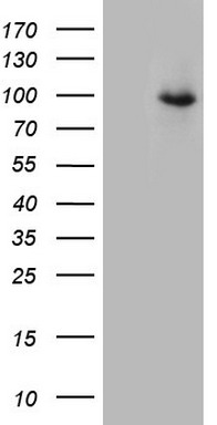 m04735 anti tem1 cd248 mouse monoclonal antibody clone id oti1h6 wb testing 1