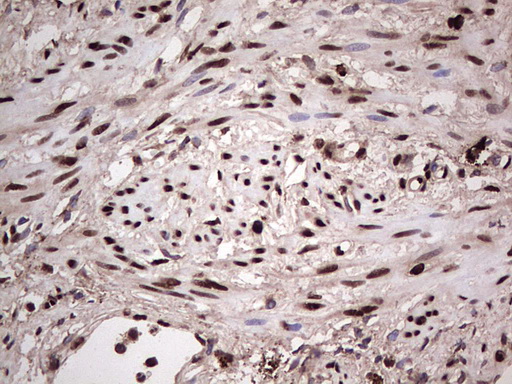 m04753 1 anti sae1 mouse monoclonal antibody clone id oti6b11 ihc testing 9