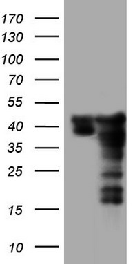 m04753 1 anti sae1 mouse monoclonal antibody clone id oti6b11 wb testing 1