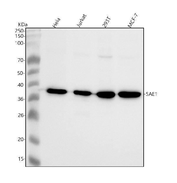  Western blot analysis of SAE1 using anti-SAE1 antibody (M04753-2)