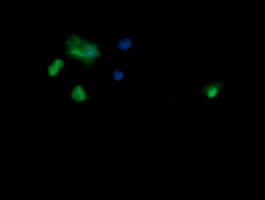 Anti-SAE1 mouse monoclonal antibody (M04753) immunofluorescent staining of COS7 cells transiently transfected by pCMV6-ENTRY SAE1