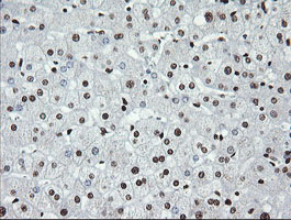 m04753 anti sae1 mouse monoclonal antibody clone id oti1g8 ihc testing 8