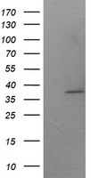 m04753 anti sae1 mouse monoclonal antibody clone id oti1g8 wb testing 1