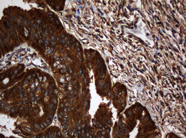 m04755 1 anti serbp1 mouse monoclonal antibody clone id oti2e11 ihc testing 4