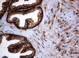 m04755 1 anti serbp1 mouse monoclonal antibody clone id oti2e11 ihc testing 5