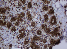 m04755 1 anti serbp1 mouse monoclonal antibody clone id oti2e11 ihc testing 6