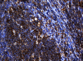 m04755 1 anti serbp1 mouse monoclonal antibody clone id oti2e11 ihc testing 7