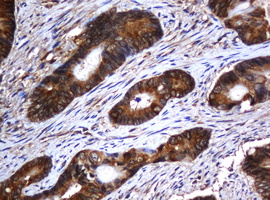 m04755 1 anti serbp1 mouse monoclonal antibody clone id oti2e11 ihc testing 8