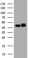 m04755 1 anti serbp1 mouse monoclonal antibody clone id oti2e11 wb testing 1