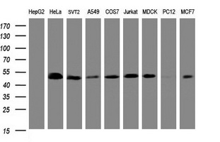 m04755 1 anti serbp1 mouse monoclonal antibody clone id oti2e11 wb testing 2